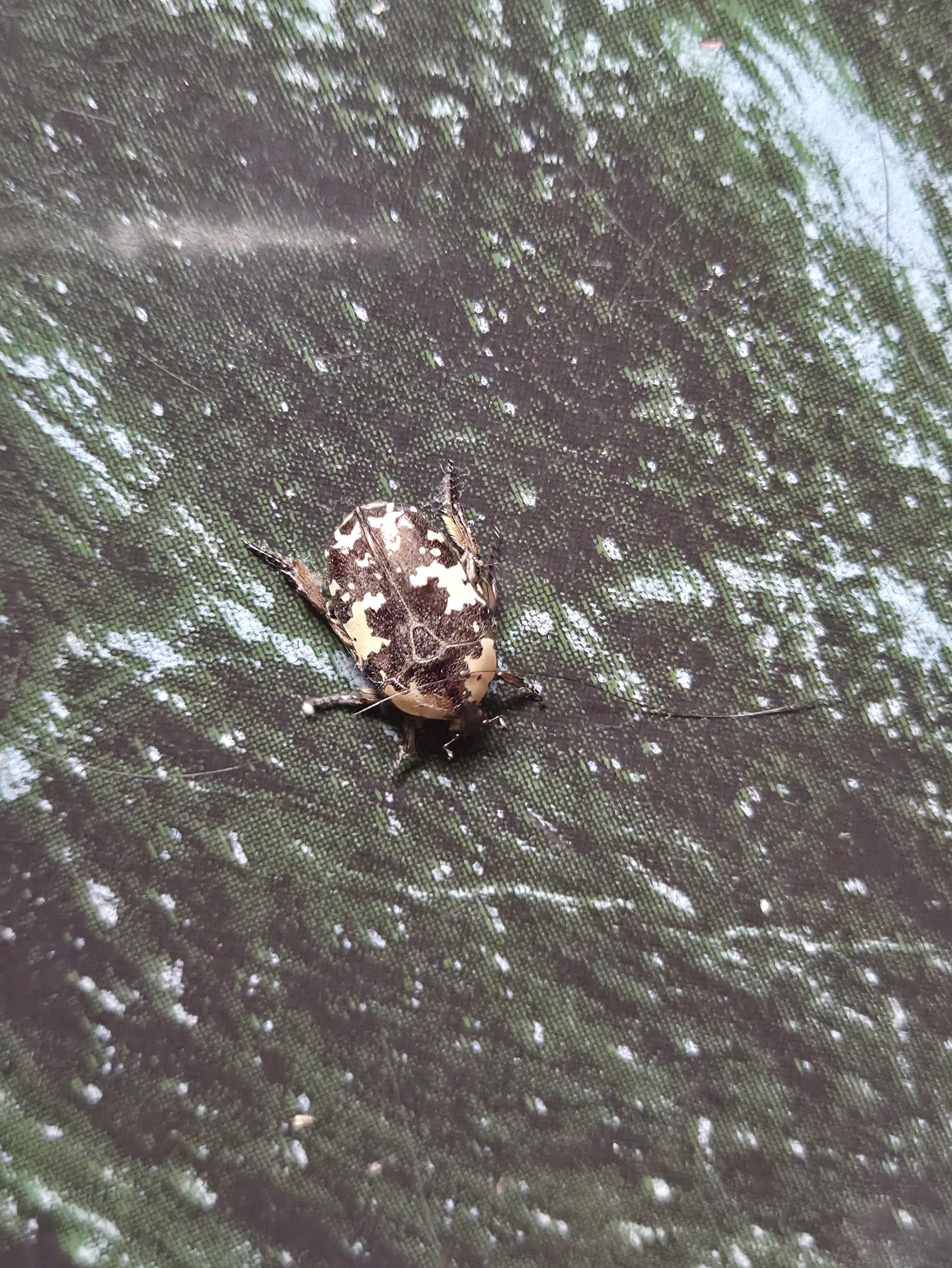 A close-up image of a small beetle with a patterned shell featuring black and white spots, resting on a textured green surface.