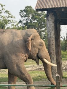 A large elephant walking near a wooden structure with a corrugated metal roof.