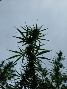 A silhouette of tall, slender cannabis plants against a cloudy sky. The plants feature sharp, elongated leaves and some developing buds, creating an intricate pattern as they reach upward.
