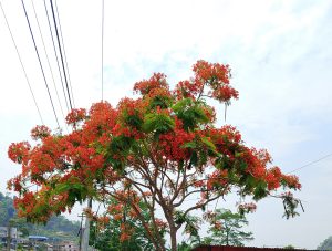
A vibrant tree with lush green leaves and clusters of bright red flowers, set against a light sky. 