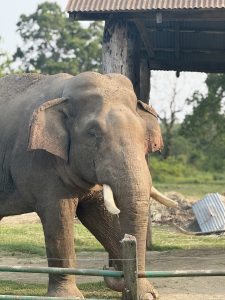 
An elephant stands in a grassy area near a rustic wooden structure with a corrugated metal roof. 