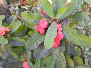 A close-up of a plant featuring vibrant pink flowers and broad green leaves