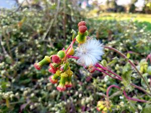 A close-up view of a flowering plant featuring a cluster of vibrant green and pink buds, with one fluffy, white seed head prominently displayed. 