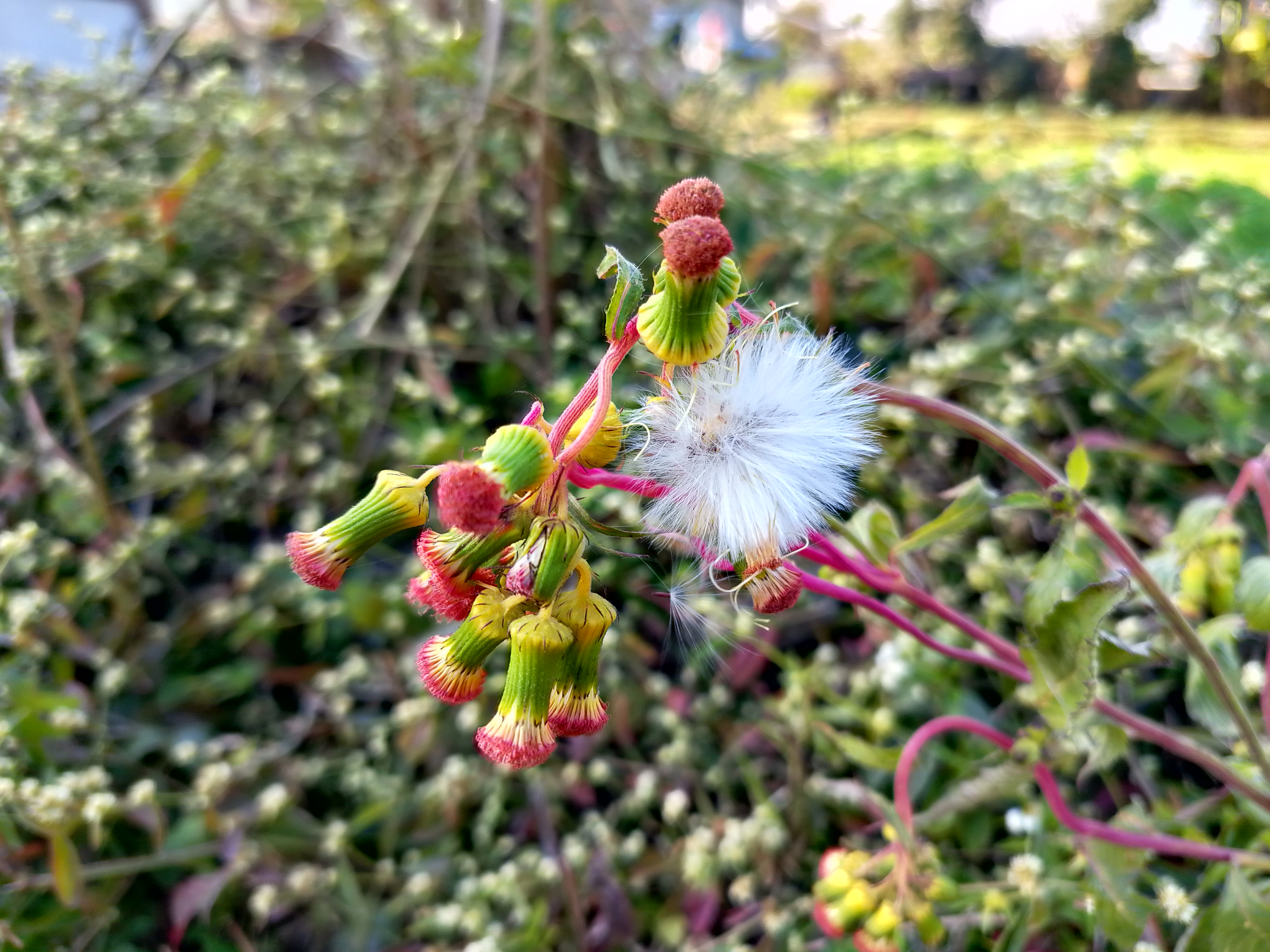 A close-up view of a flowering plant featuring a cluster of vibrant green and pink buds, with one fluffy, white seed head prominently displayed. 