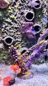 Small light blue fish swim around a tall purple and orange coral in a bright aquarium.