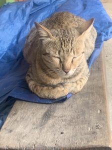 A tabby cat is sleeping peacefully on a wooden surface covered with a blue tarp.