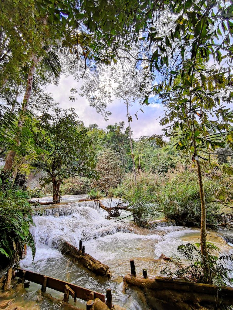 Kuang Si Waterfalls near Luang Prabang, Laos, show shallow cascades flowing over smooth limestone steps, winding around fallen tree trunks and dense tropical plants, with clear water moving through a quiet jungle setting beneath a leafy forest canopy.