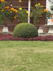 A well-manicured green spherical bush is prominently featured in the foreground, surrounded by a border of vibrant red foliage.