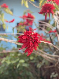 
A close-up view of a bright red poinsettia flower, showcasing its vibrant petals and central cluster. 