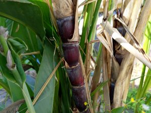 A close-up view of a sugarcane plant showing a thick stalk with a dark purple hue. 