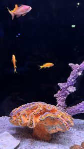 Several small orange and pink tropical fish swim near a large, orange brain coral formation on a white pebbled aquarium floor.