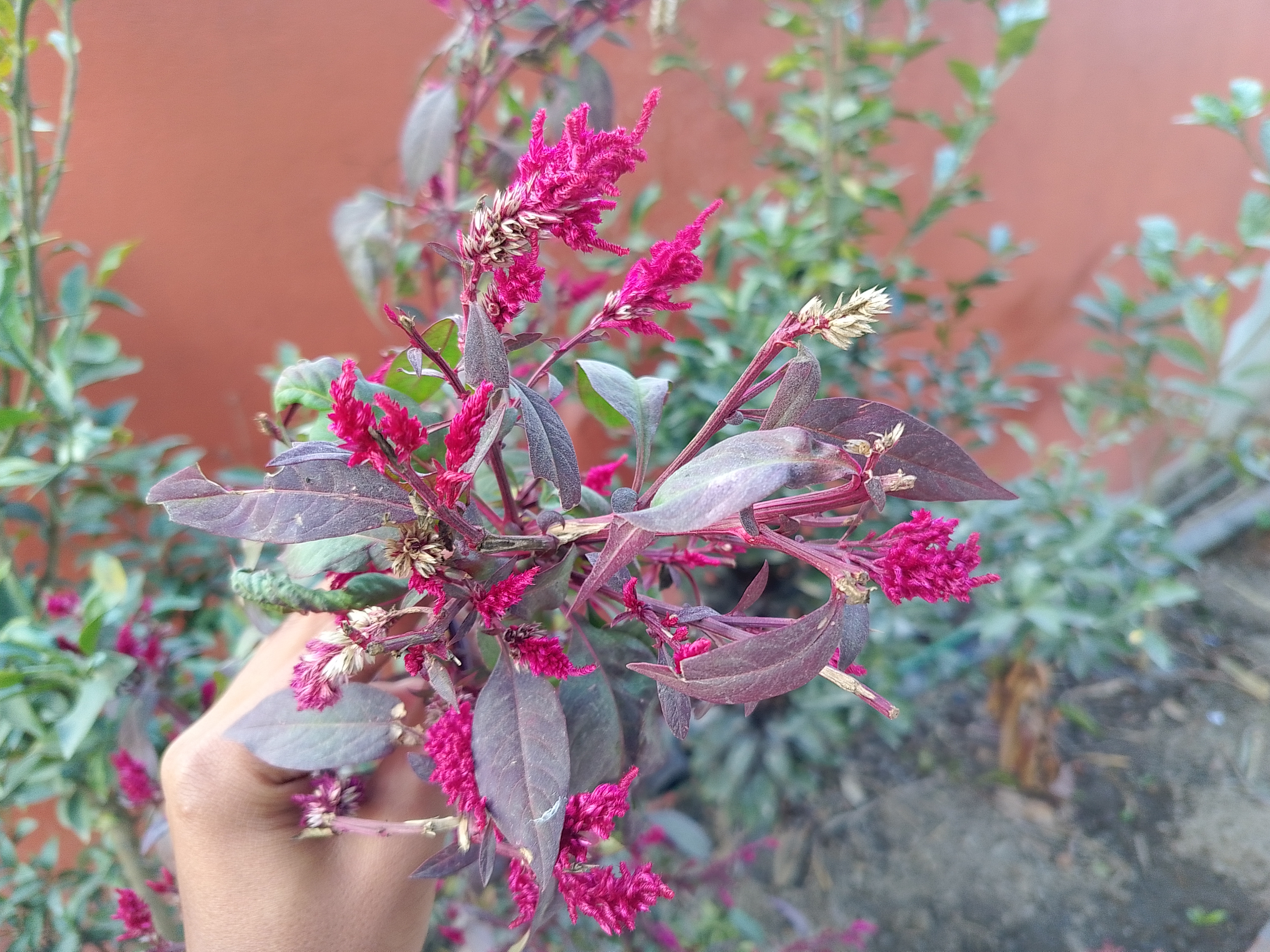 A hand holds a cluster of vibrant dark pink and purple flowers against a backdrop of green foliage and a warm-colored wall. 