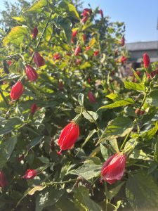 Multiple flowers in a large bush.  THey're all hanging downward, closed up.  The sun is shining down.