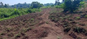 Young coffee field in Kakumiro with furrowed, freshly turned soil.