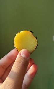 A close-up of a hand holding a round slice of yellow sweet potato against a soft green background, prepared for Maghe Sankranti.