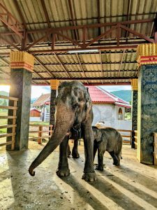 Mother elephant with her calf resting under a shaded shelter at Elephant Village near Luang Prabang, Laos, in a calm rural setting.
