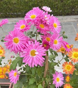 A close-up view of vibrant pink and orange flowers blooming in a garden.