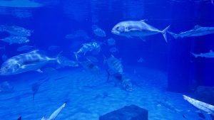 A large school of silver fish with dark markings swimming through deep blue water in a spacious aquarium.