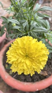 A vibrant yellow marigold flower blooms atop lush green leaves, set in a terracotta pot with soil visible around the base
