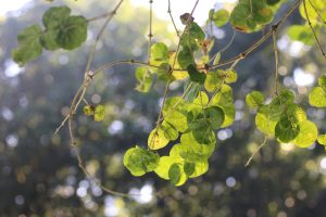 A close-up photograph of green leaves hanging from a slender branch, with the background featuring a soft blur of light and shapes, creating a bokeh effect.
