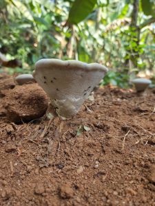 A close-up image of a large mushroom with a wide, flared cap sitting on the forest floor, surrounded by brown soil and small green plants.