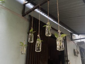 Hanging glass jars with green plants, suspended by twine under a corrugated metal roof in a dim, rustic setting, creating a serene, natural vibe.