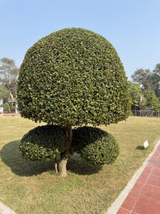 A decorative bush shaped like a large rounded tree, featuring two distinct rounded tiers of dense green foliage.