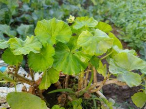 A close-up of a leafy green plant featuring round, lobed leaves with a glossy texture