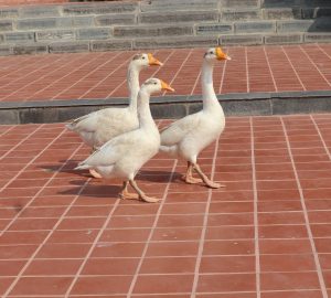 Three geese walking together, enjoying a peaceful moment.
