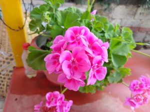 
A close-up view of a pink geranium plant with vibrant blossoms, surrounded by green leaves. 