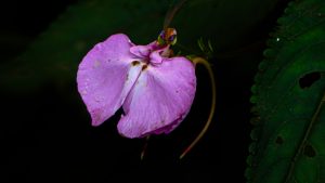 One of the rarest flowers found in Uganda, with purple, flat leaves