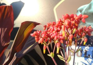 Close-up of bright red flowers with yellow tips clustered together.