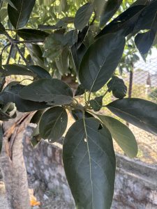 A close-up view of dark green leaves on a tree, showcasing various shapes and sizes of leaves.