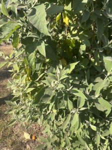 A close-up view of lush green leaves on a bush, showcasing a mix of pointed and rounded leaf shapes.