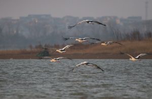 A wide shot of a group of Oriental Storks flying low over the rippling water of Qingshan Lake, located Poyang County, Jiangxi Province, China. Their white bodies and black-tipped wings stand out against the soft, hazy background of the distant shoreline.