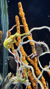 A yellow and dark seahorse cling to ropes on orange coral in an aquarium.