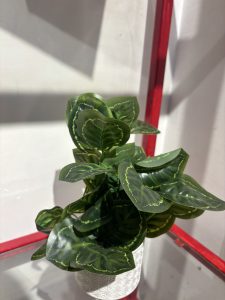 A potted artificial plant with lush, green leaves featuring distinctive variegated patterns sits on a shelf.
