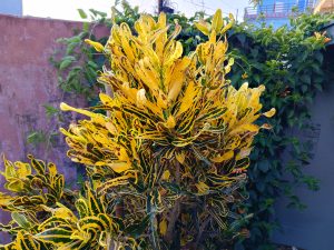 A vibrant tropical plant with numerous yellow and green leaves, featuring striking wavy edges and dark veins.