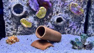 An aquarium scene featuring a textured background with colorful coral-like formations.