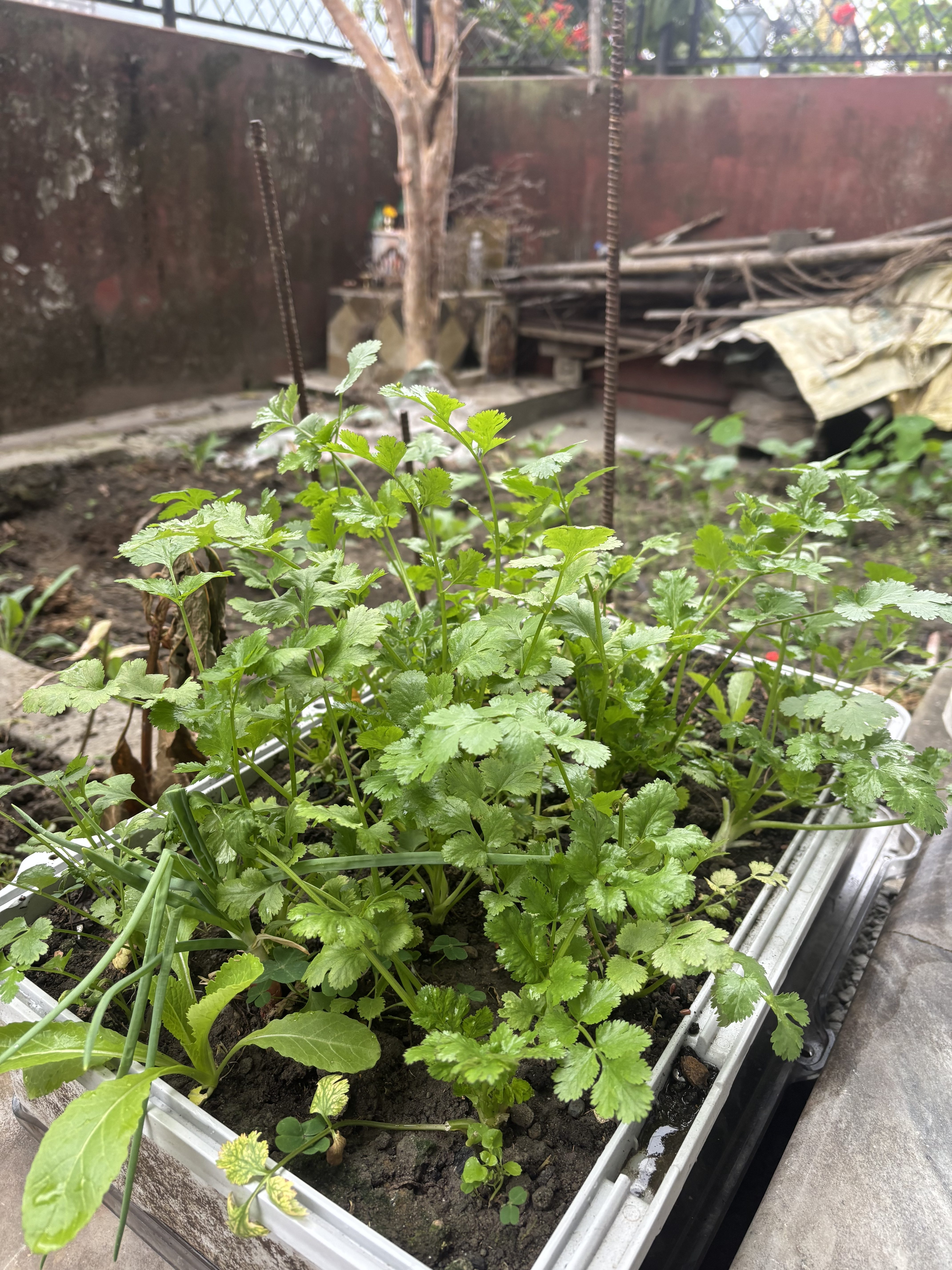 A close-up view of a small garden container filled with vibrant green cilantro plants, along with some green onions and other leafy greens.