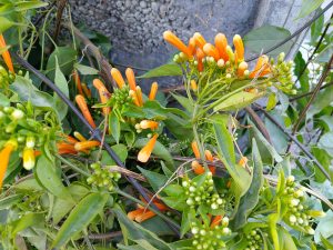 A close-up view of vibrant orange trumpet-shaped flowers surrounded by green leaves and buds