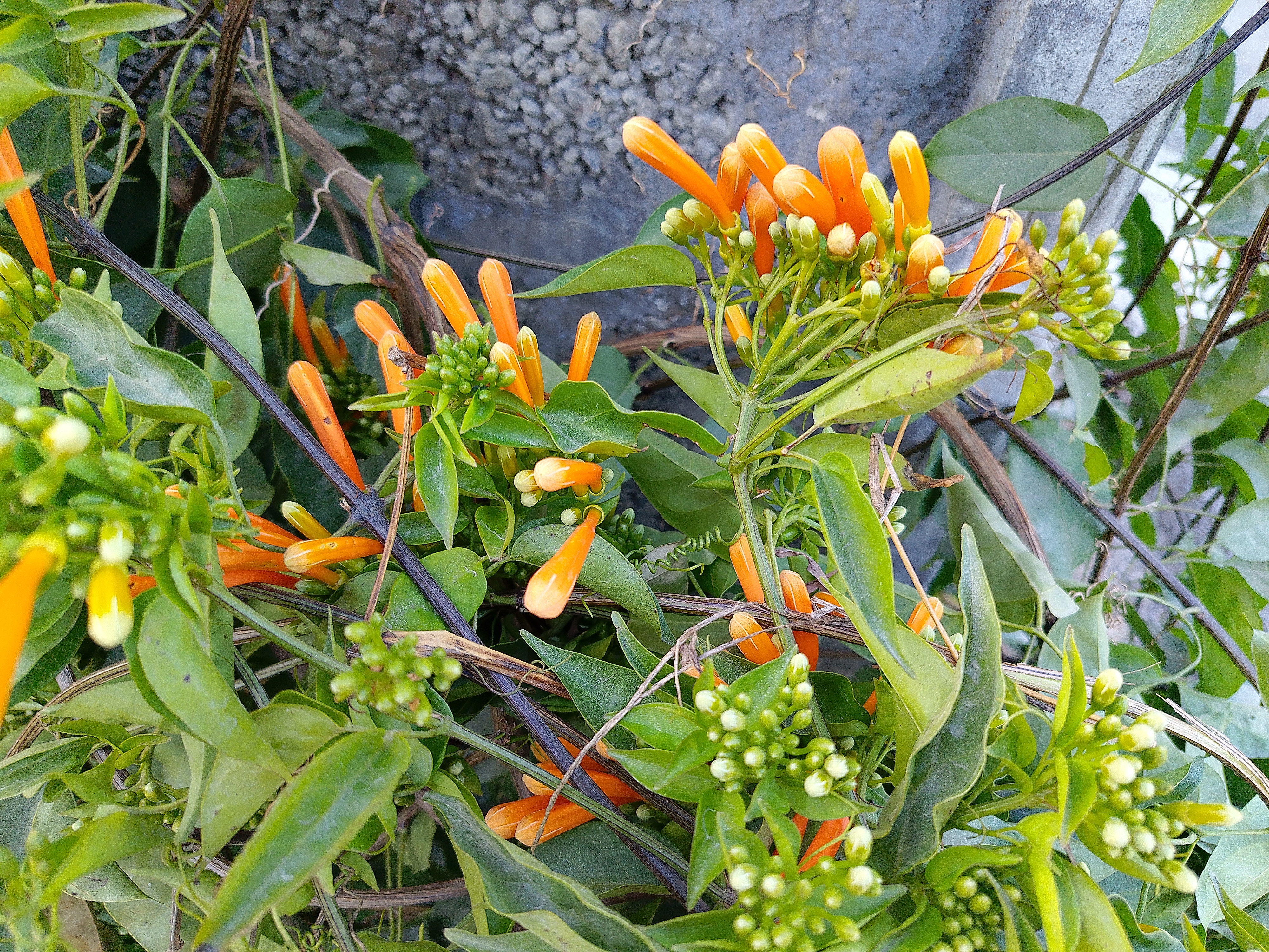 A close-up view of vibrant orange trumpet-shaped flowers surrounded by green leaves and buds