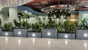 A modern, brightly lit indoor seating area decorated with large potted tropical plants and arched architectural details.