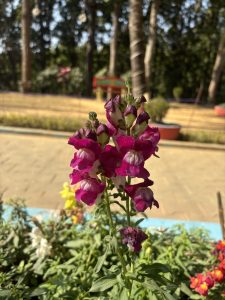 A close-up view of vibrant pink snapdragon flowers in bloom, surrounded by lush green foliage

