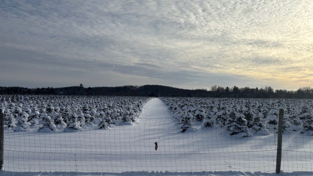 In the immediate foreground, a wire fence.  Behind it, a field full of baby Christmas trees covered in deep snow.  The field is split by a driving path going away from us. In the distance is a dark forest.  It’s evening, and the clouds are high and sunlit.