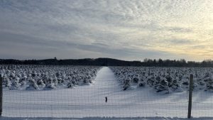 In the immediate foreground, a wire fence.  Behind it, a field full of baby Christmas trees covered in deep snow.  The field is split by a driving path going away from us. In the distance is a dark forest.  It’s evening, and the clouds are high and sunlit.
