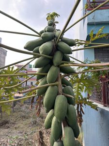 A tall papaya tree with multiple unripe green papayas hanging from its trunk, surrounded by a backdrop of residential buildings. 