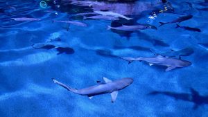 A high-angle view of multiple sharks and long silver fish gliding through bright, sun-dappled blue water.