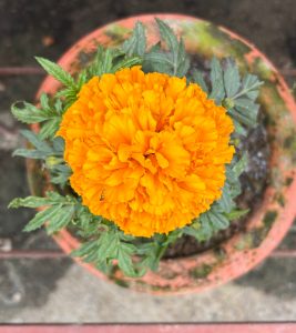A vibrant yellow marigold flower in full bloom, surrounded by green leaves, placed in a terracotta pot.