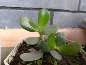 A small succulent plant with thick, glossy green leaves sits in a white pot filled with dark soil.